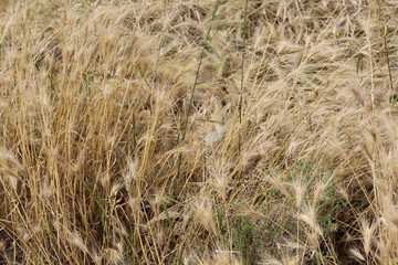 The grain ripens in the fields