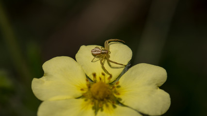 Spinne auf gelber Blüte