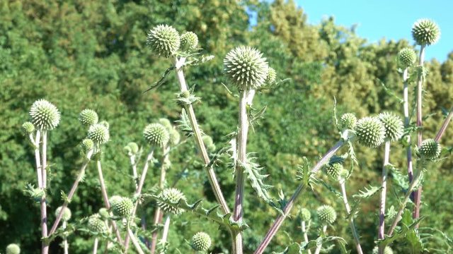 Brood hunters, fragrant honey plant during flowering close-up