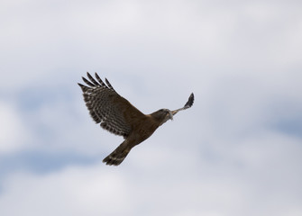 A red-tailed hawk, Buteo jamaicensis, with a mouse in its beak, flies upward against partly cloudy sky