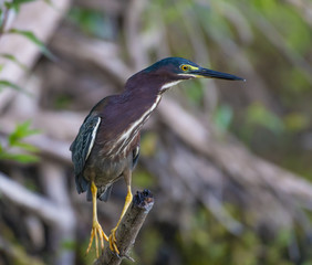 A green heron Butorides virescens, perches on a branch.