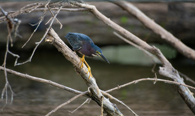 A green heron, Butorides virescens, stalks small aquatic prey from a branch overlooking the water.