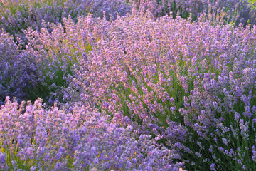 Fototapeta na wymiar Floral background with fragrant purple lavender bushes. France.