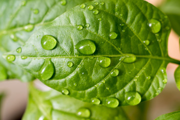 Beautiful nature background with morning leaves. Fresh green young seedlings of sweet pepper in droplets of dew outdoors in summer in spring close-up macro. Template for design. Selective focus
