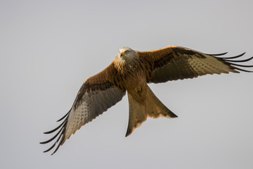 Red Kite (Milvus Milvus), Dumfries and Galloway, Scotland, UK