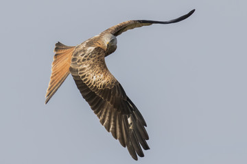 Red Kite (Milvus Milvus), Dumfries and Galloway, Scotland, UK