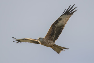 Red Kite (Milvus Milvus), Dumfries and Galloway, Scotland, UK