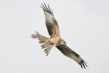 Red Kite (Milvus Milvus), Dumfries and Galloway, Scotland, UK