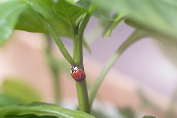 Beautiful nature background with morning leaves and ladybug. Fresh green young seedlings of sweet pepper plants and tomatoes in droplets of dew outdoors in summer in spring close-up macro. 