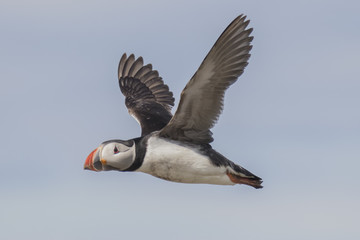 Atlantic Puffin (Fratercula arctica), Farne Island, Northumberland, England, UK