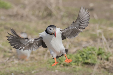 Atlantic Puffin (Fratercula arctica), Farne Island, Northumberland, England, UK
