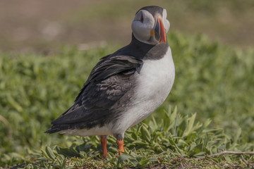 Atlantic Puffin (Fratercula arctica), Farne Island, Northumberland, England, UK
