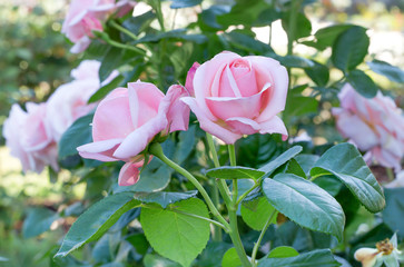 Colorful, beautiful, delicate rose in the garden, roses flower blooming in spring natural background.