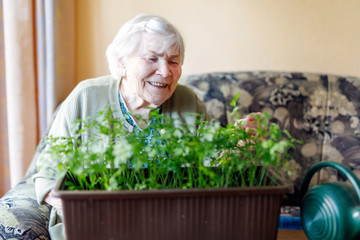 Senior woman of 90 years watering parsley plants with water can at home