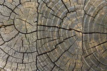 Fototapeta premium anelli del legno