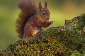 Red Squirrel (Sciurus vulgaris). Dumfries and Galloway, Scotland, UK