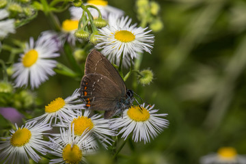Schmetterling in einer Blumenwiese