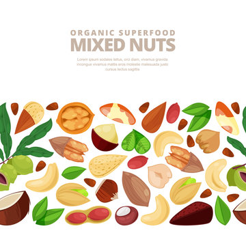 Mixed Nuts Vector Horizontal Seamless White Background. Cartoon Flat Illustration.