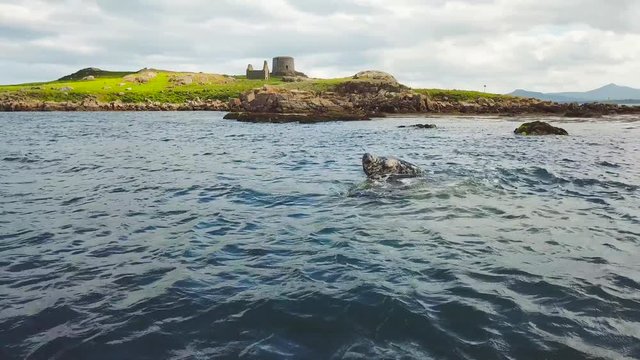 wild grey seal laying on the rocks in the sea near Dalkey Island, Ireland