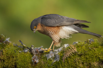 Eurasian sparrowhawk (Accipiter nisus), Dumfries and Galloway, Scotland, UK