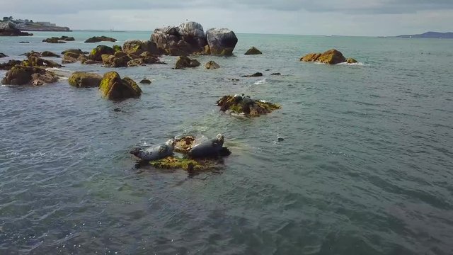 group of wild grey seals laying on the rocks in the sea near Dalkey Island, Ireland