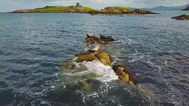 group of wild grey seals laying on the rocks in the sea near Dalkey Island, Ireland