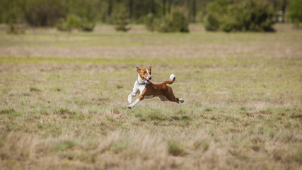 Naklejka na ściany i meble Dogs Runs in the field of mechanical lure. Basenji dogs runs across the field