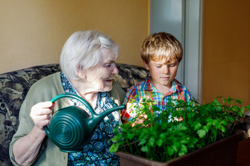 Active little preschool kid boy and grand grandmother watering parsley plants with water can at home