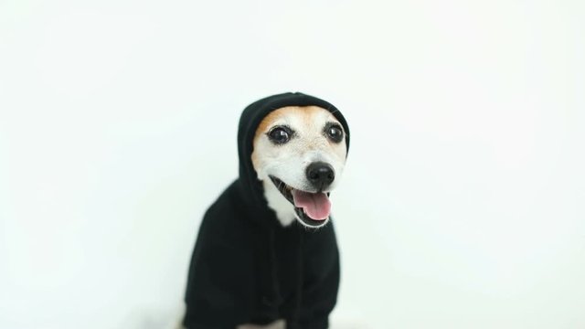 Cool dog portrait in black hoody smiling. Whie background. Video footage. Dog clothes