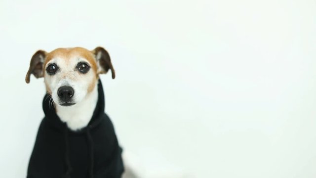 Adorable small white dog in black hoody. Fashinable Dog clothes. Smiling and looking to cam. Video footage.