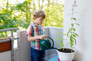 Active little preschool kid boy watering plants with water can at home on balcony