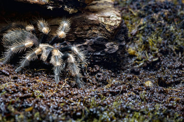 spider tarantula on earth
