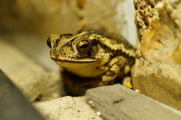 frog in view