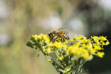 Abeja en su trabajo