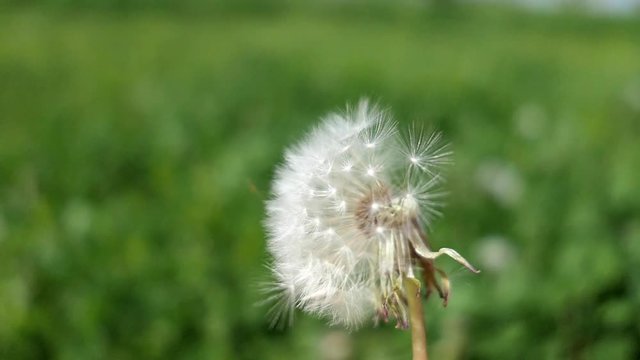 Dandelion Clock Puff-Ball on the Wind