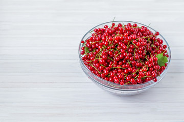 Beautiful Hosta leaves background. Hosta - an ornamental plant for landscaping park and garden design.