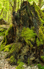 Großer alter und bemooster Baumstumpf im Wald