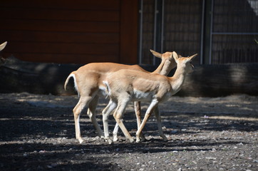 wild deer fawn