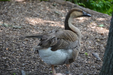 wild goose duck water