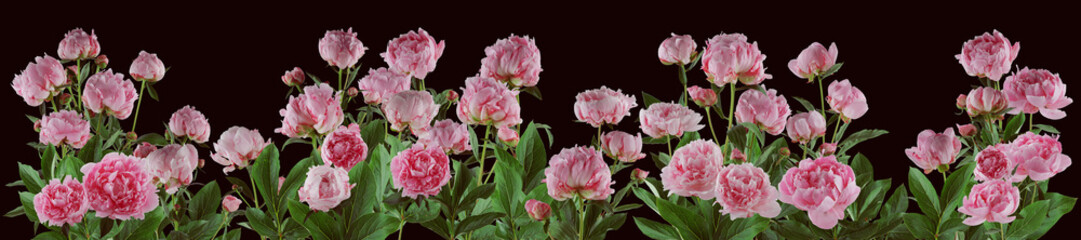 beautiful full pink flowers and plants of peonies isolated, can be used as background