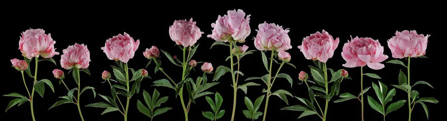 Fototapete Pfingstrosen beautiful full pink flowers and plants of peonies isolated, can be used as background  © Kanea