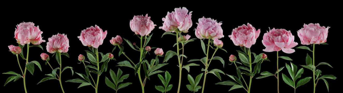 Fototapeta piękne pełne różowe kwiaty i rośliny piwonii na białym tle, mogą być używane jako tło