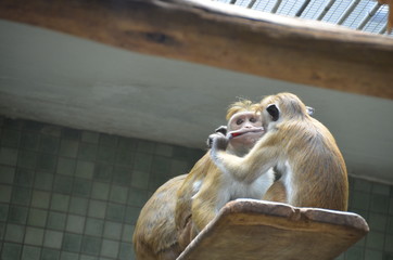 funny monkey