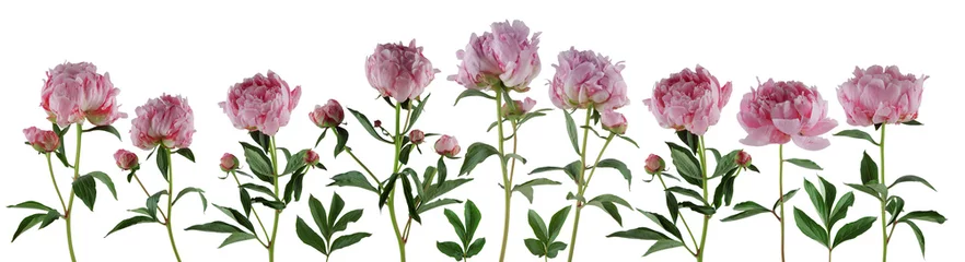 Fototapete Pfingstrosen beautiful full pink flowers and plants of peonies isolated, can be used as background  © Kanea