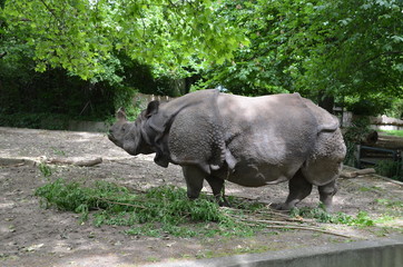 armor rhinoceros eating grass wild animal