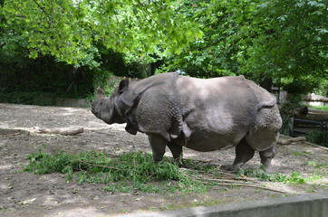 Naklejka premium armor rhinoceros eating grass wild animal