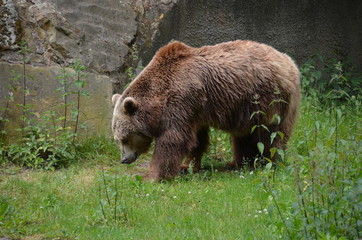 brown clumsy bear