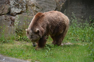 brown clumsy bear