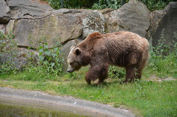 brown clumsy bear