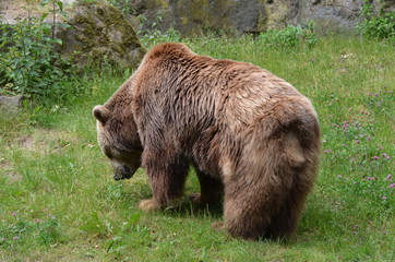 brown clumsy bear